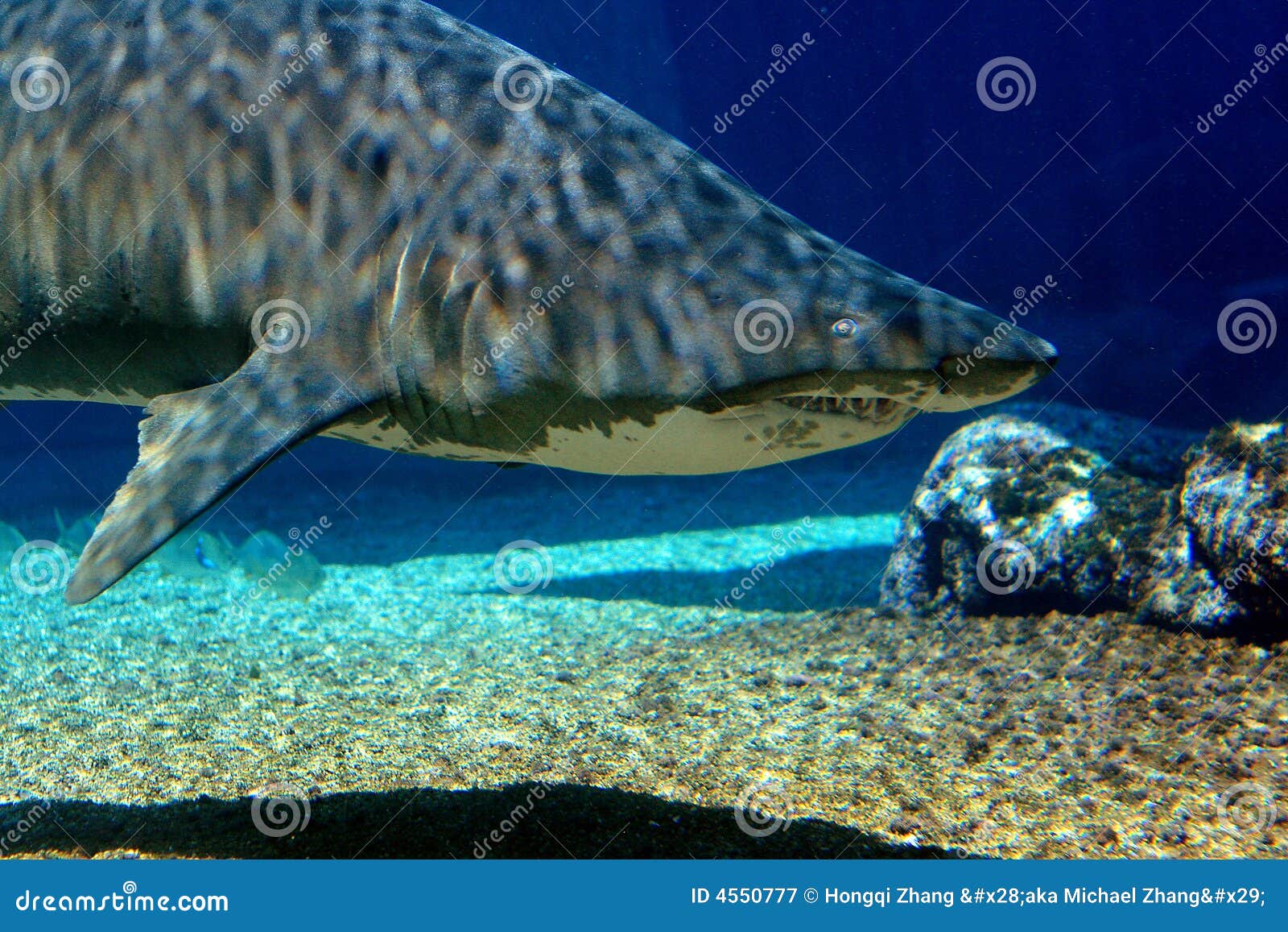 A tiger shark swimming in water