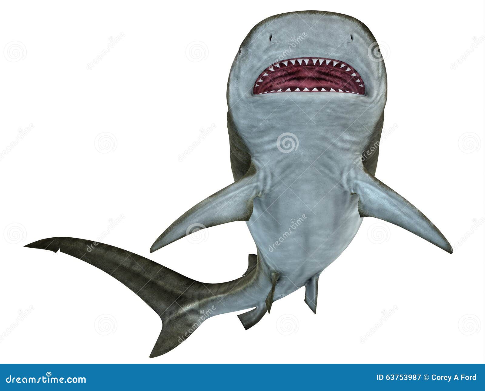Tiger Shark Underside stock illustration. Illustration of swimming