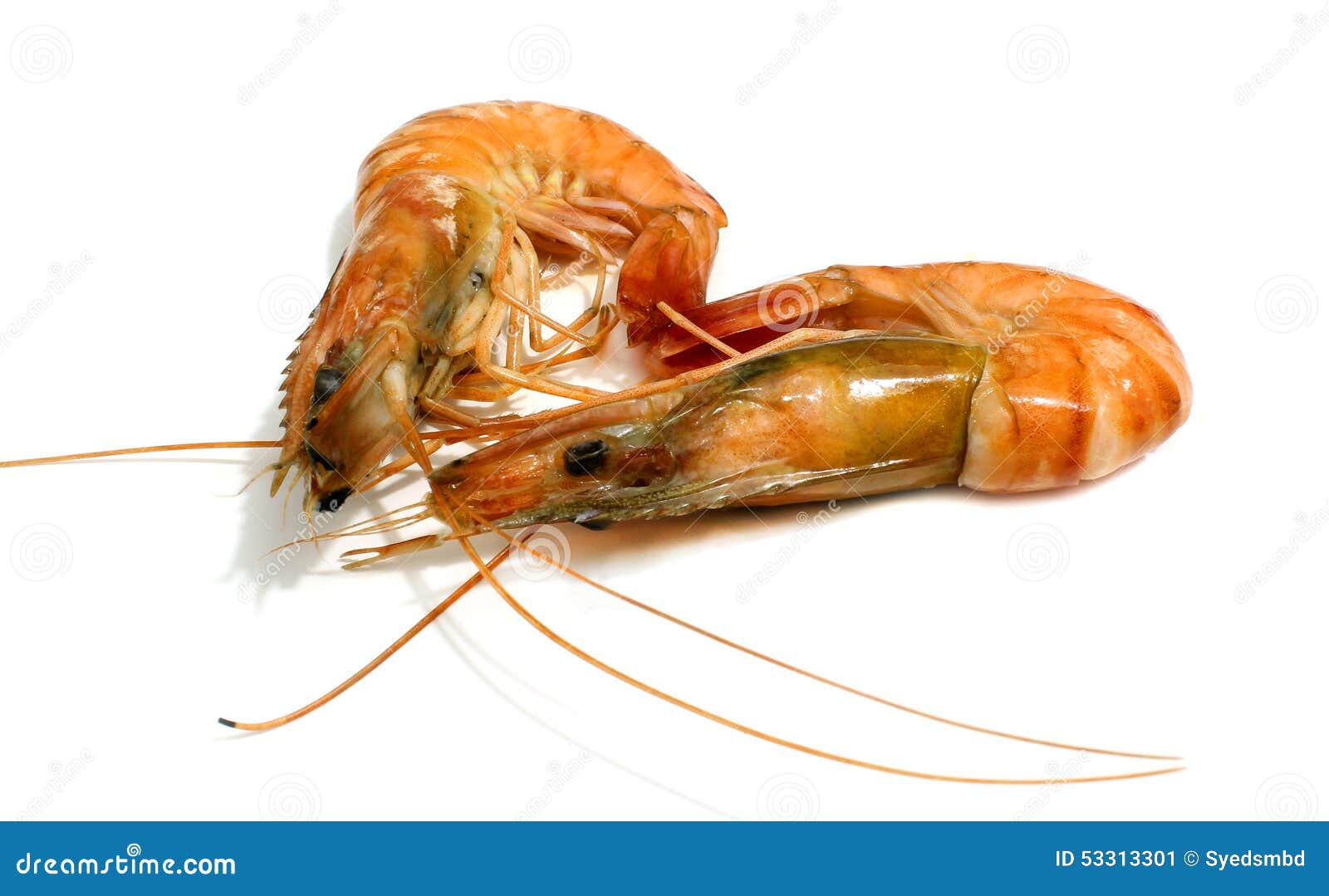 Tiger shrimp isolated stock image. Image of healthy, fish 53313301