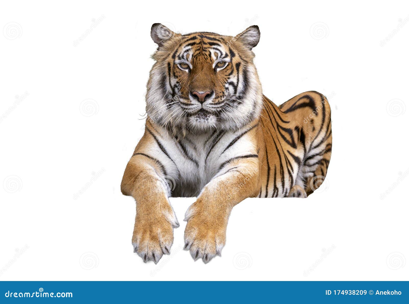 Dangerous Bengal Tiger Roaring and Jumping Isolated on White