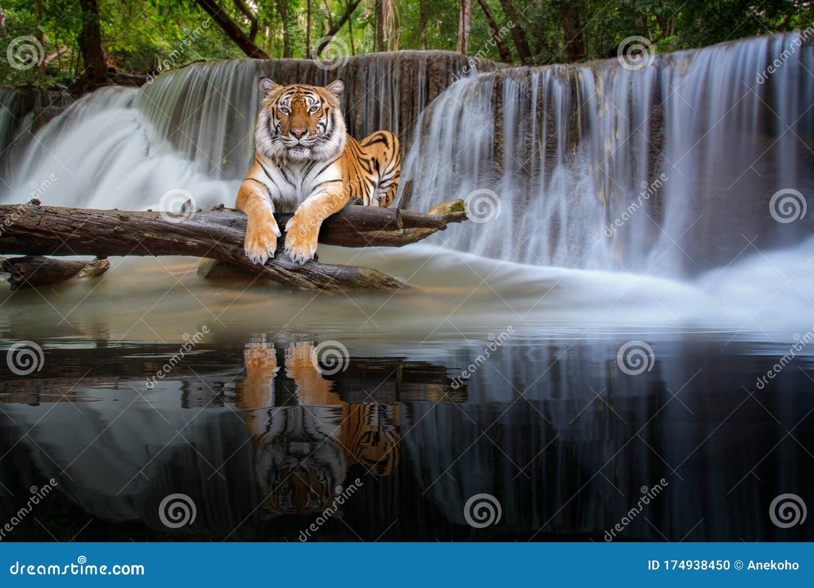 13,024 Waterfall Animal Stock Photos - Free & Royalty-Free Stock Photos from Dreamstime 13,024 Waterfall Animal Stock Photos - Free & Royalty-Free Stock Photos from Dreamstime