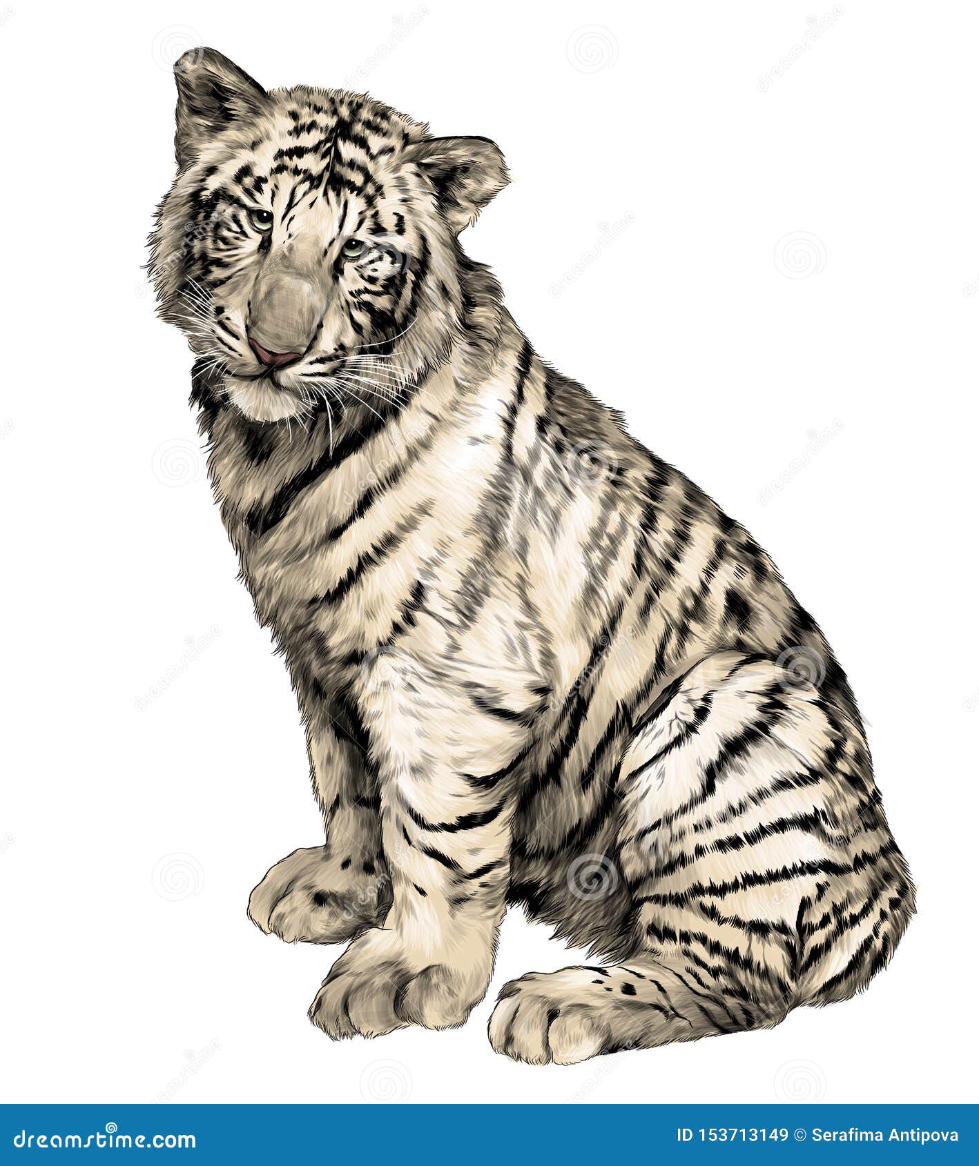 Vector, isolated sketch of a tiger sitting • wall stickers outline,  predator, zoo | myloview.com