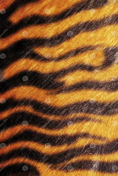 Tiger skin texture stock image. Image of pelt, nature - 12291203