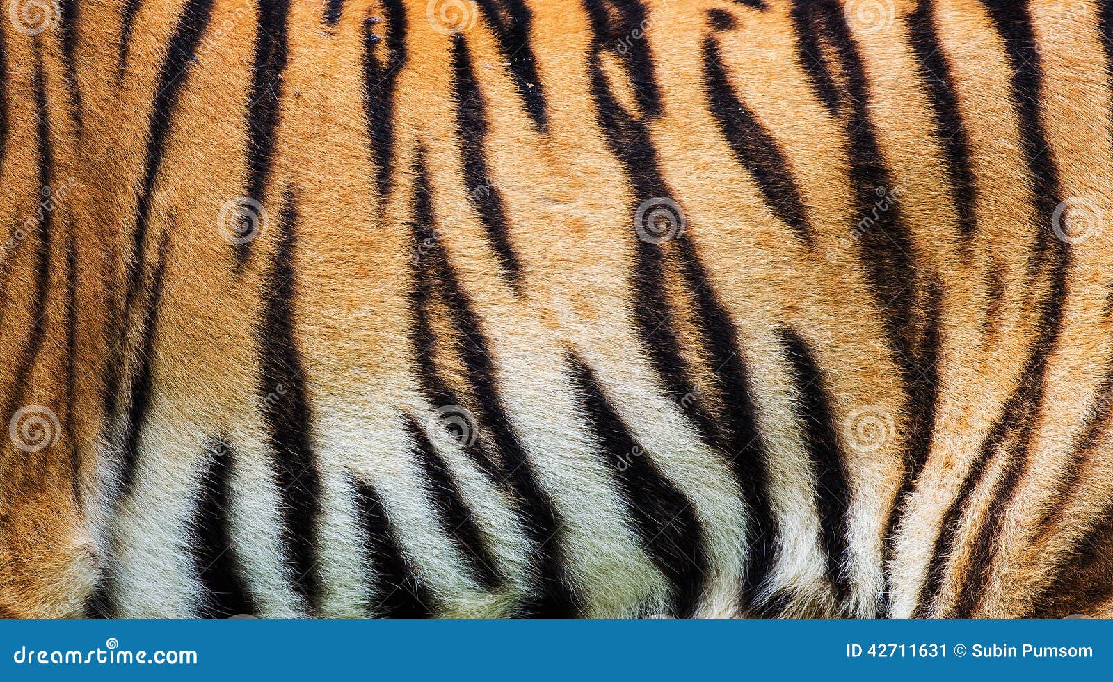 4,820 Tiger Skin Texture Stock Photos - Free & Royalty-Free Stock Photos  from Dreamstime