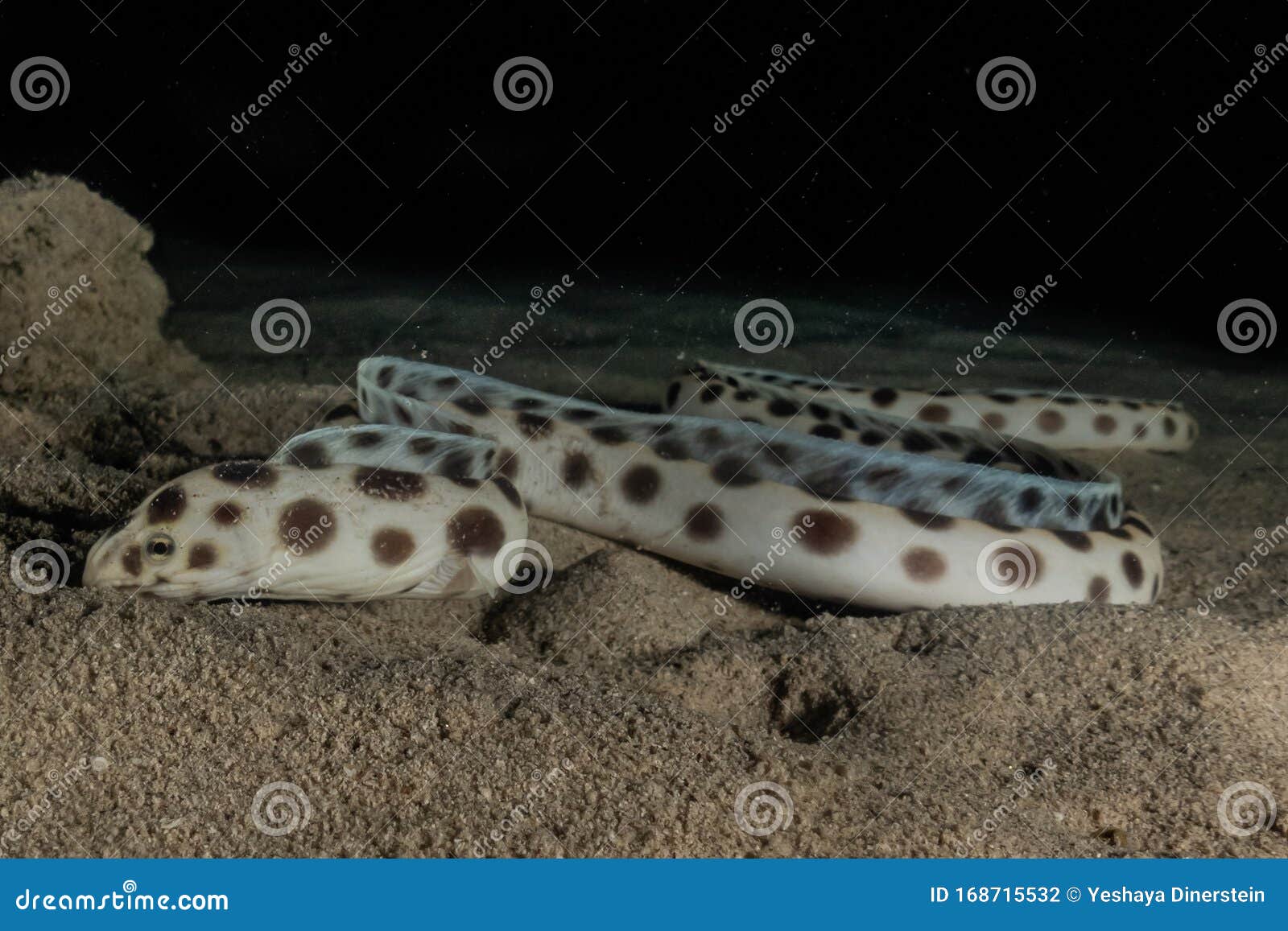 Tiger Snake Eel in the Red Sea Stock Photo - Image of snake, nature