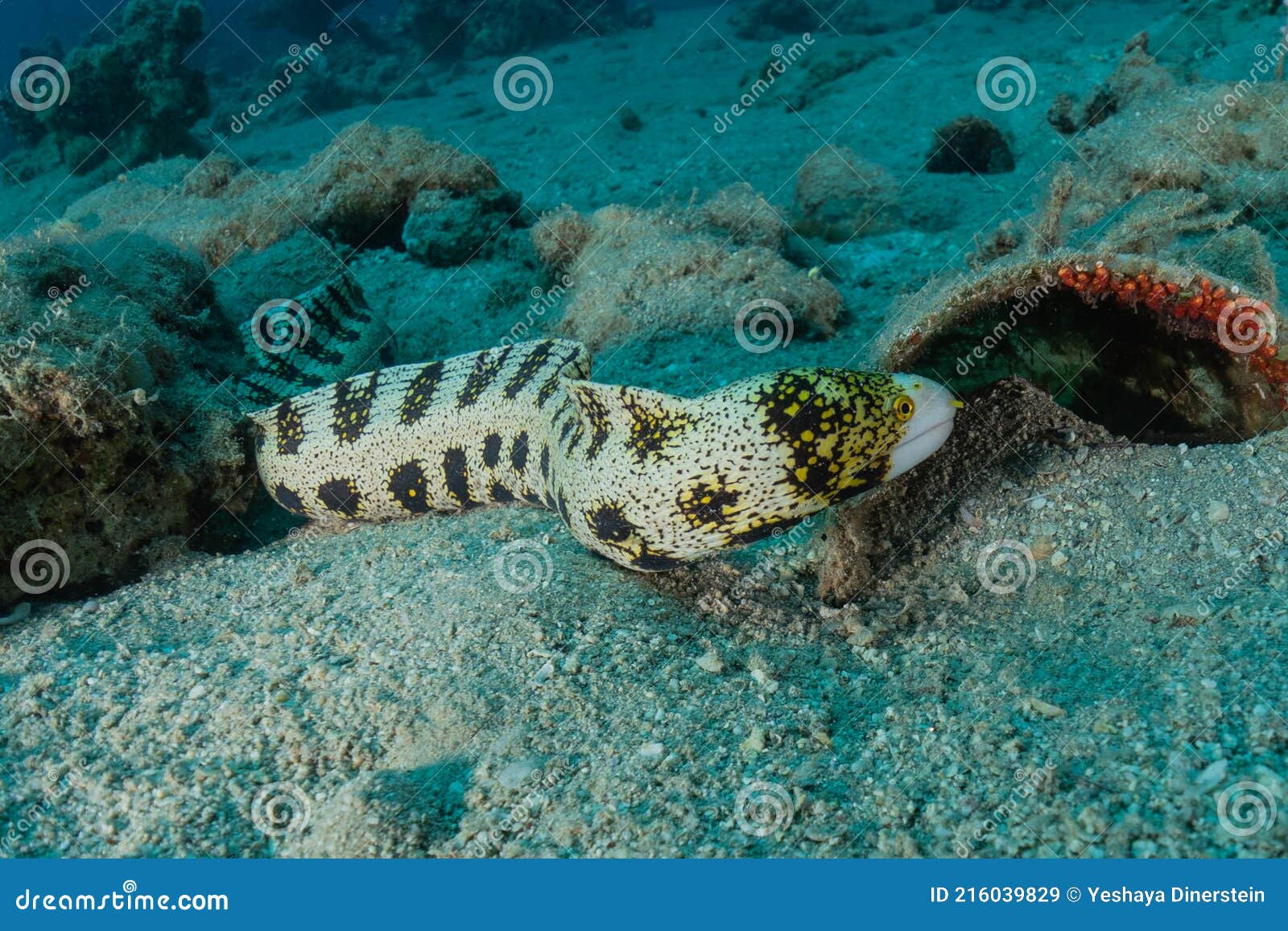 Tiger Snake Eel in the Red Sea Colorful and Beautiful Stock Image