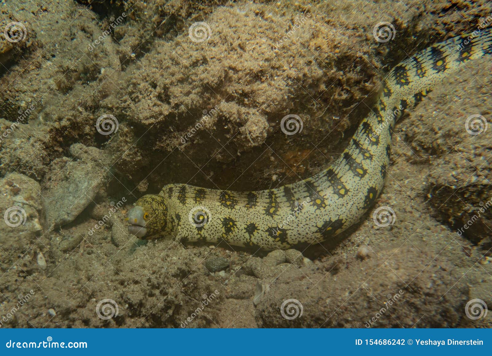 Tiger Snake Eel in the Red Sea Stock Photo - Image of spotted, israeln