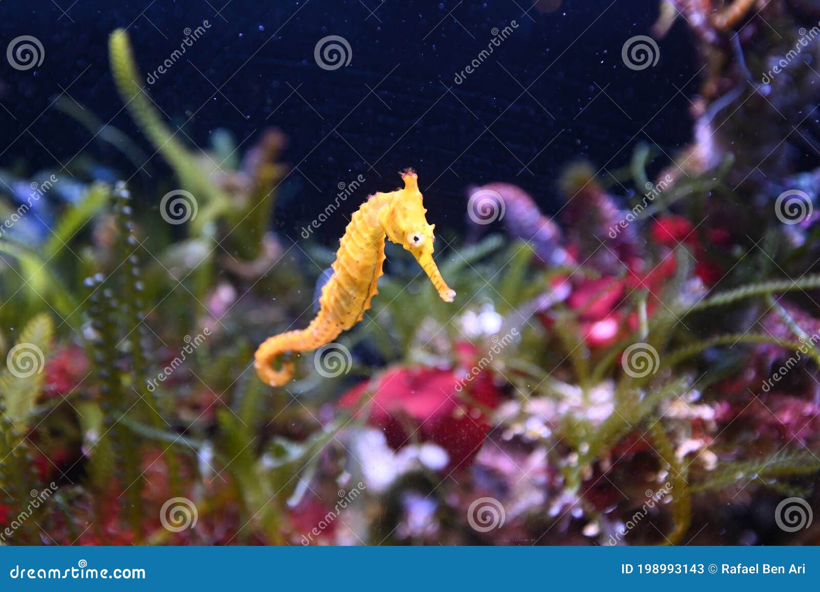 tiger snout seahorse west australian seahorse