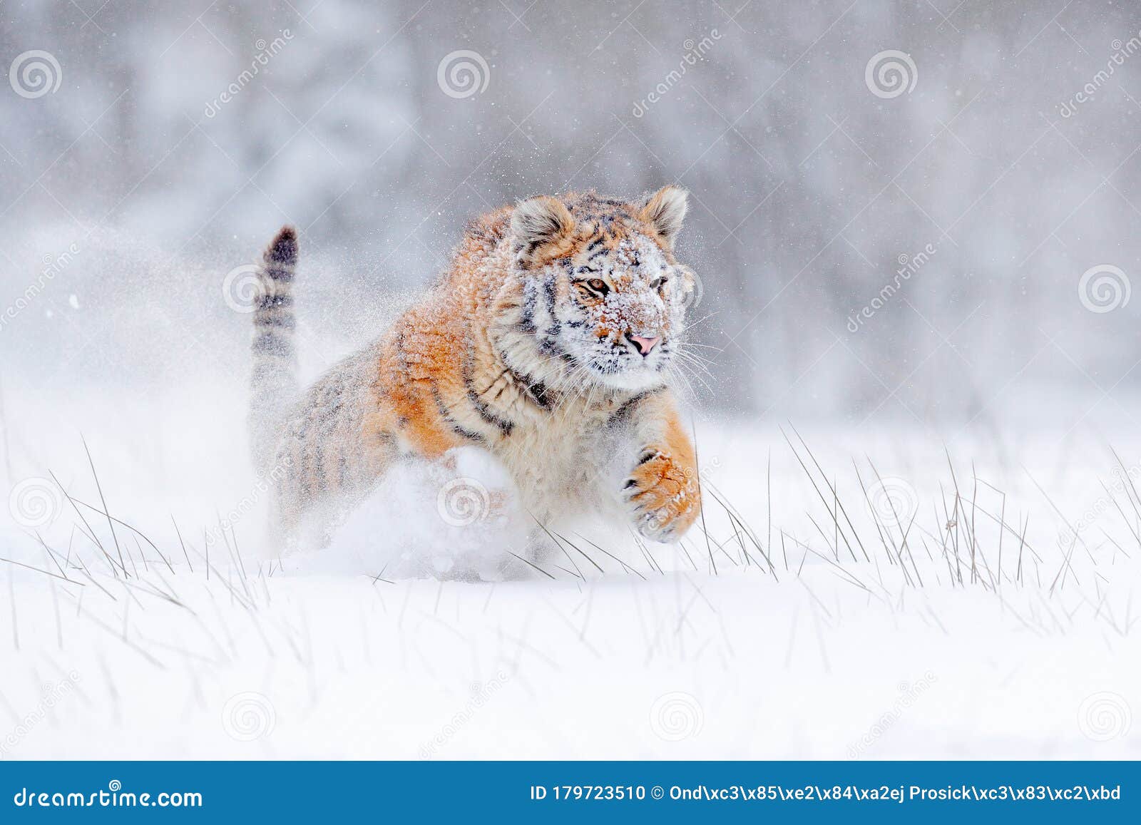 Tiger Snow Run in Wild Winter Nature. Siberian Tiger, Panthera