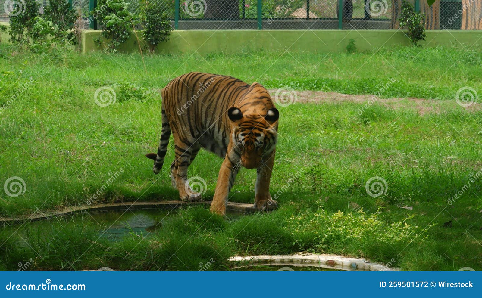 Tiger Soaking Hand in Water Stock Photo Image of water, animal 259501572