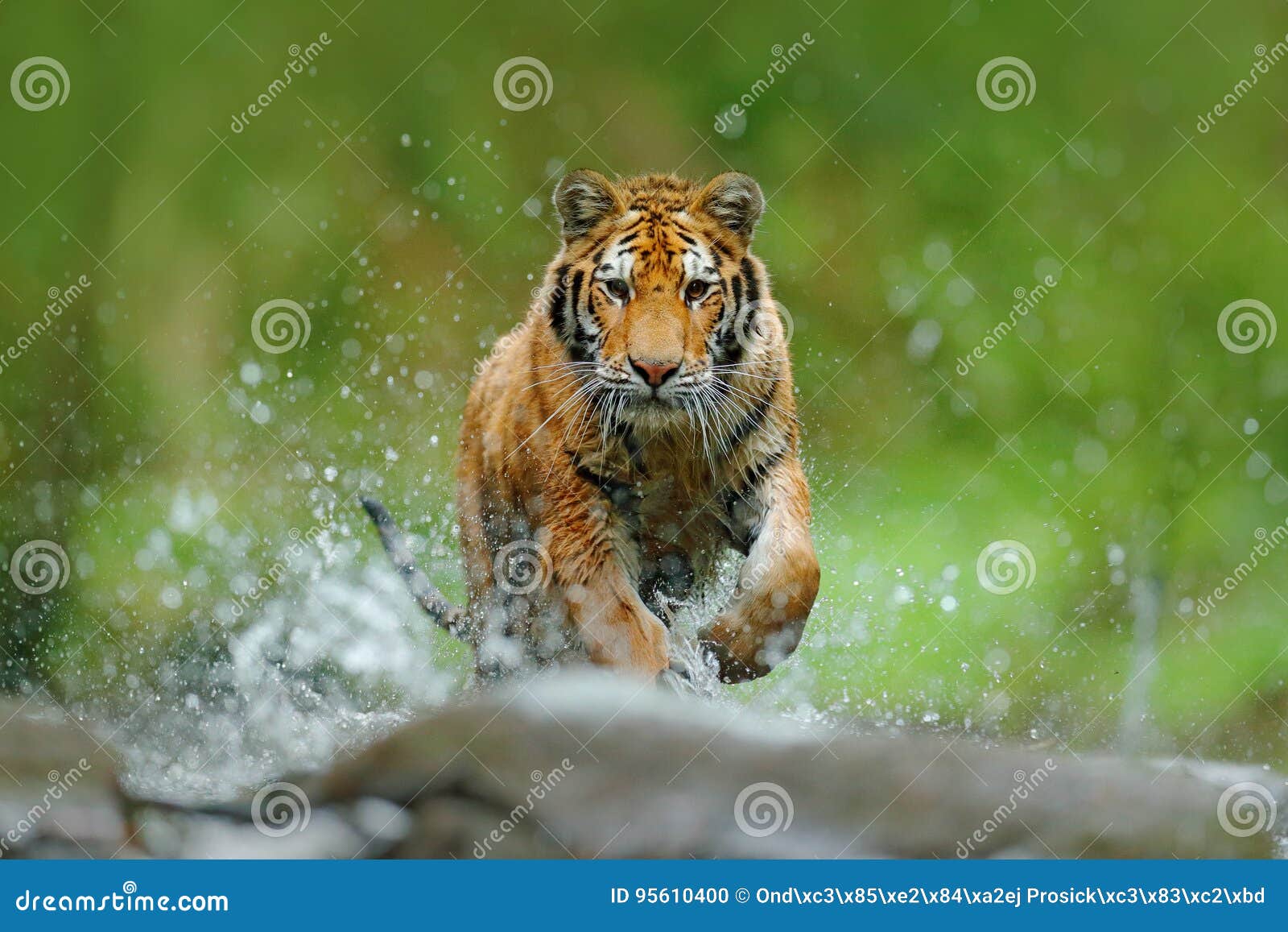 tiger with splash river water. action wildlife scene with wild cat in nature habitat. tiger running in the water. danger animal, t