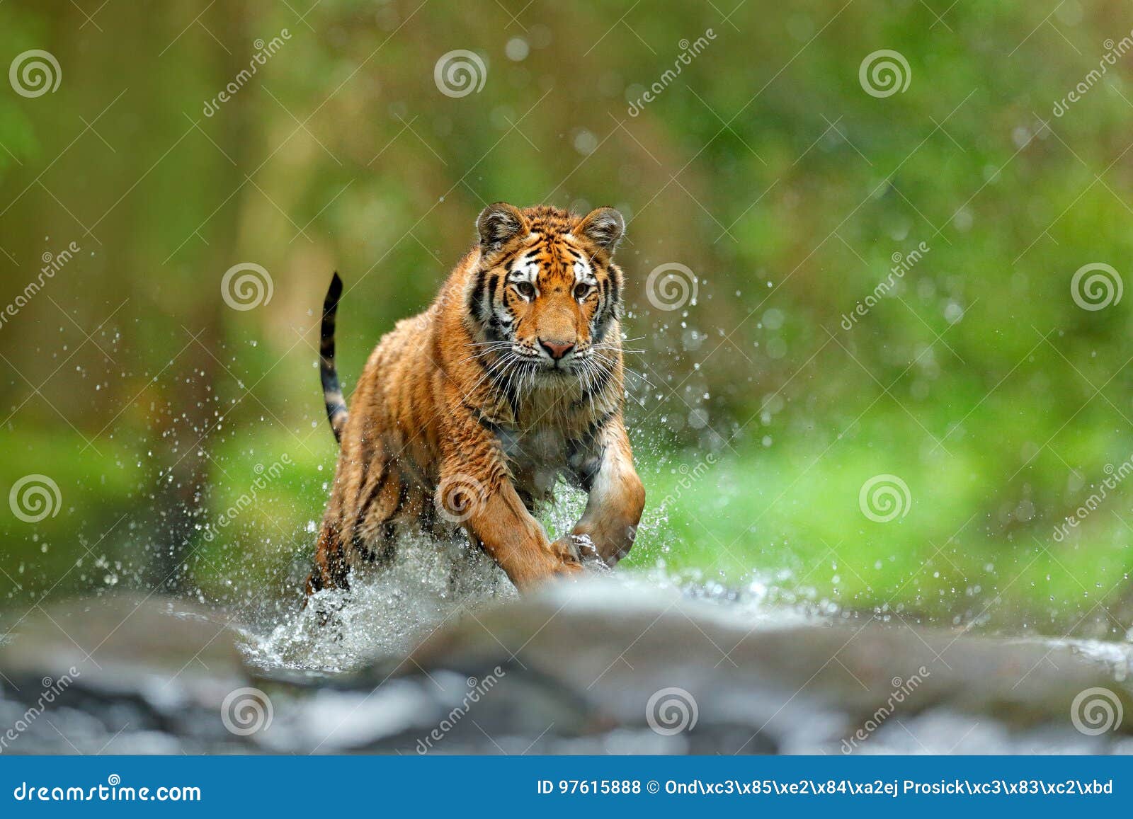 tiger with splash river water. action wildlife scene with wild cat, nature habitat. tiger running in the water. danger animal, taj