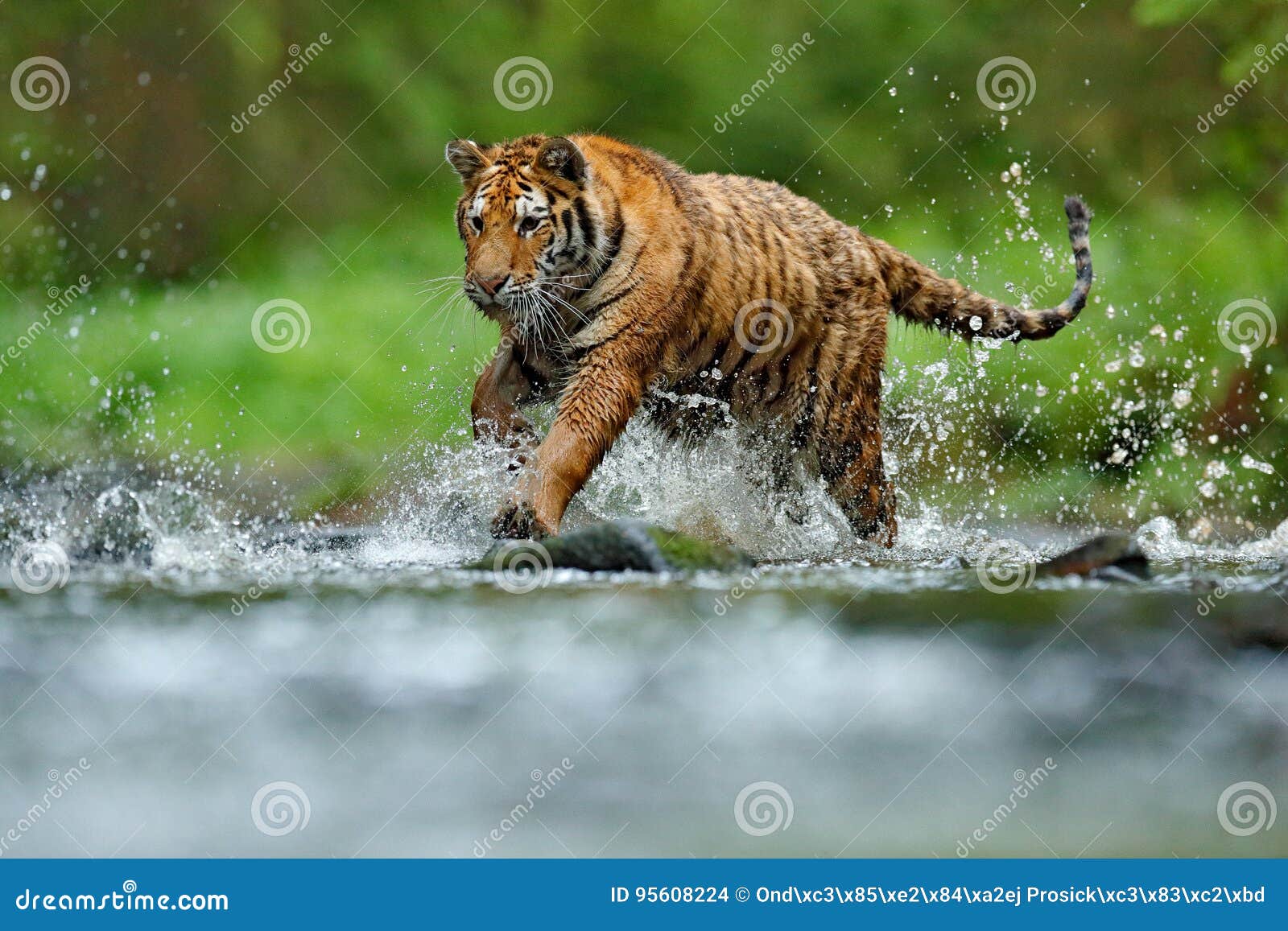 tiger with splash river water. tiger action wildlife scene, wild cat, nature habitat. tiger running in water. danger animal, tajga