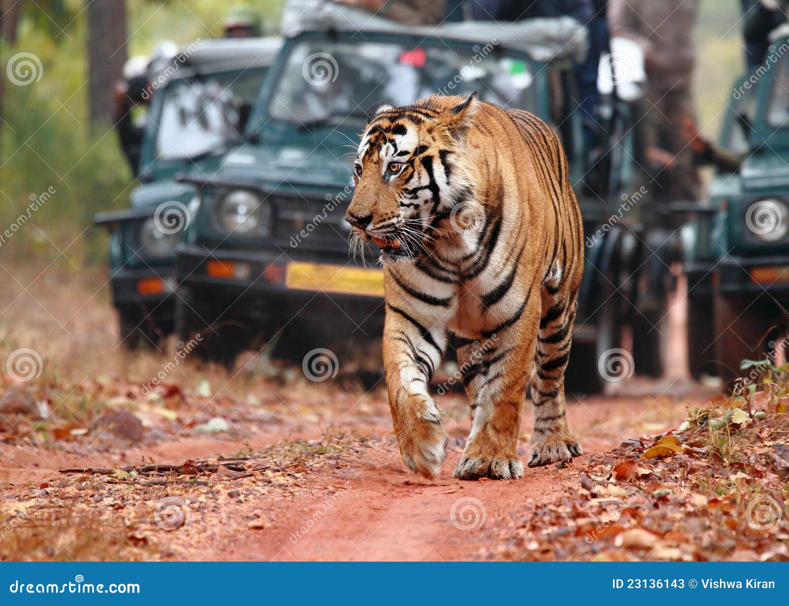 tiger spotting on safari