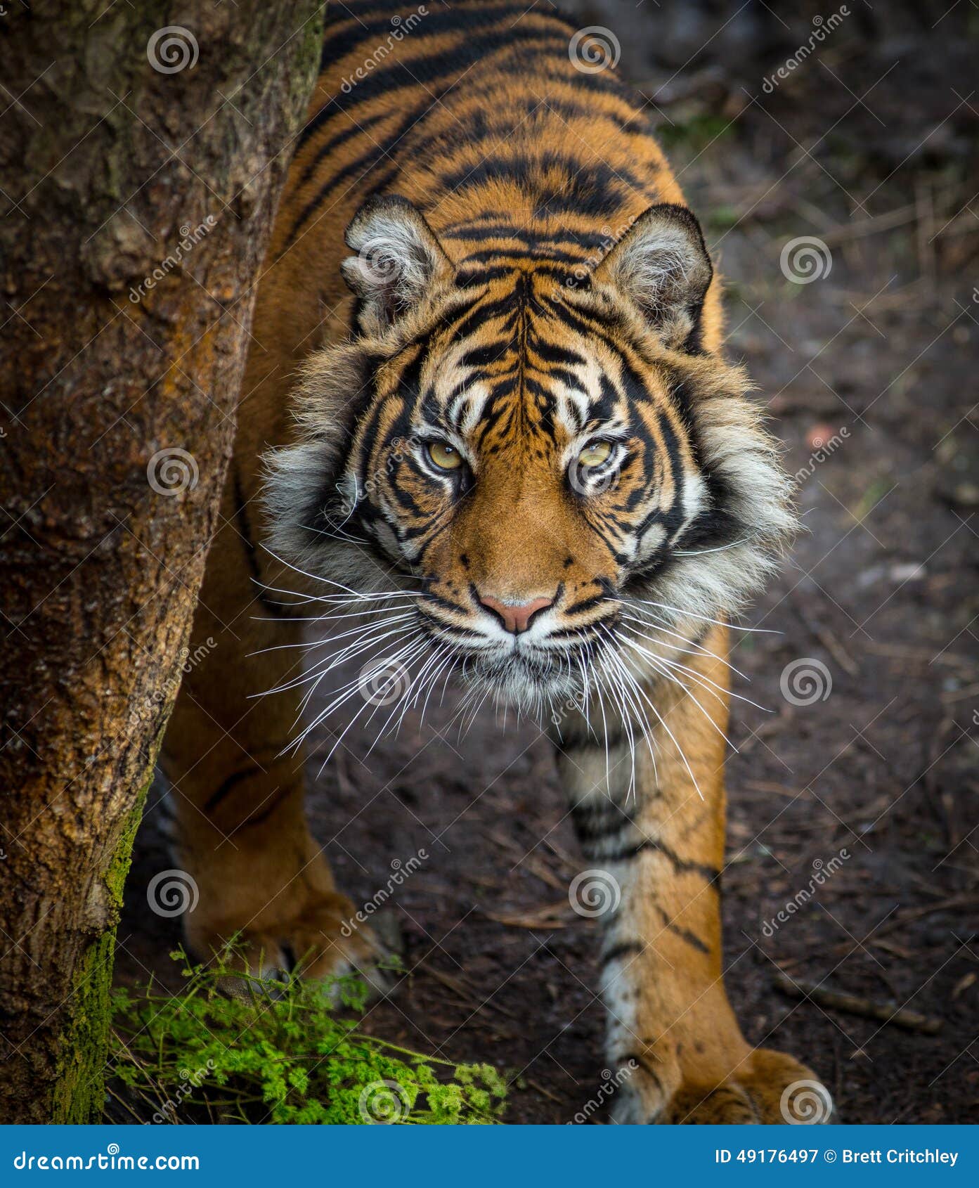 tiger stalking prey