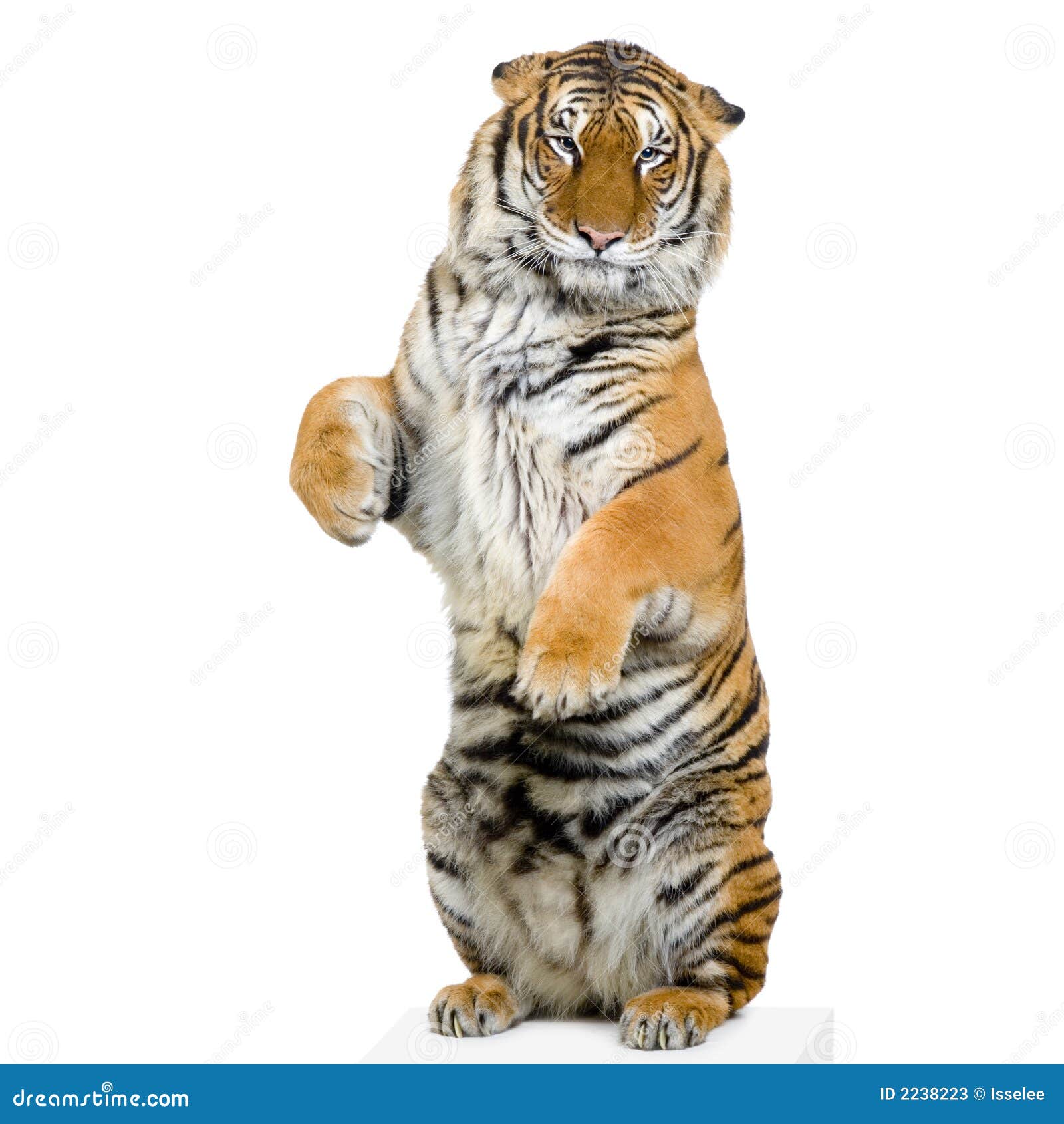 My Image 4