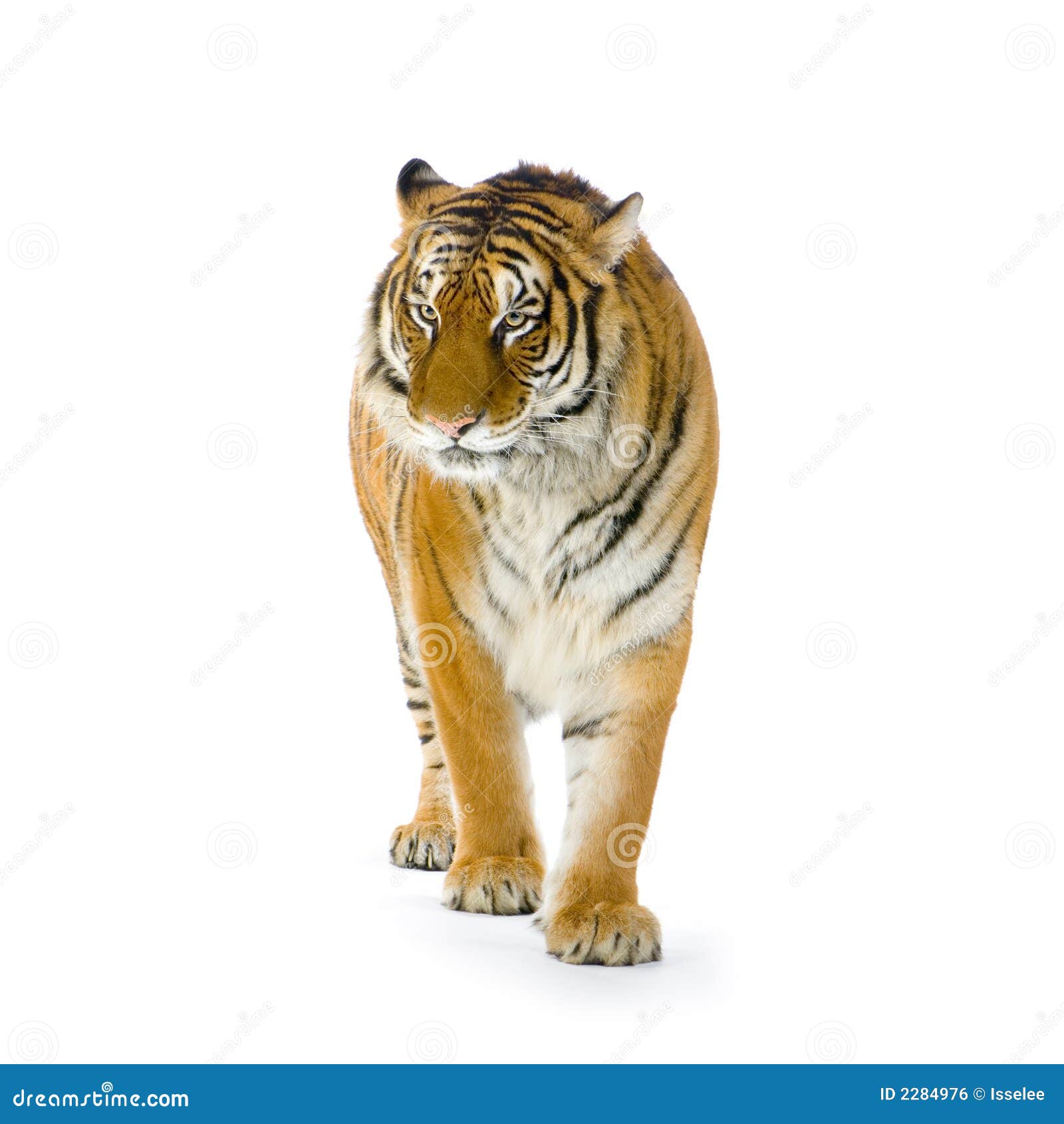 My Image 14