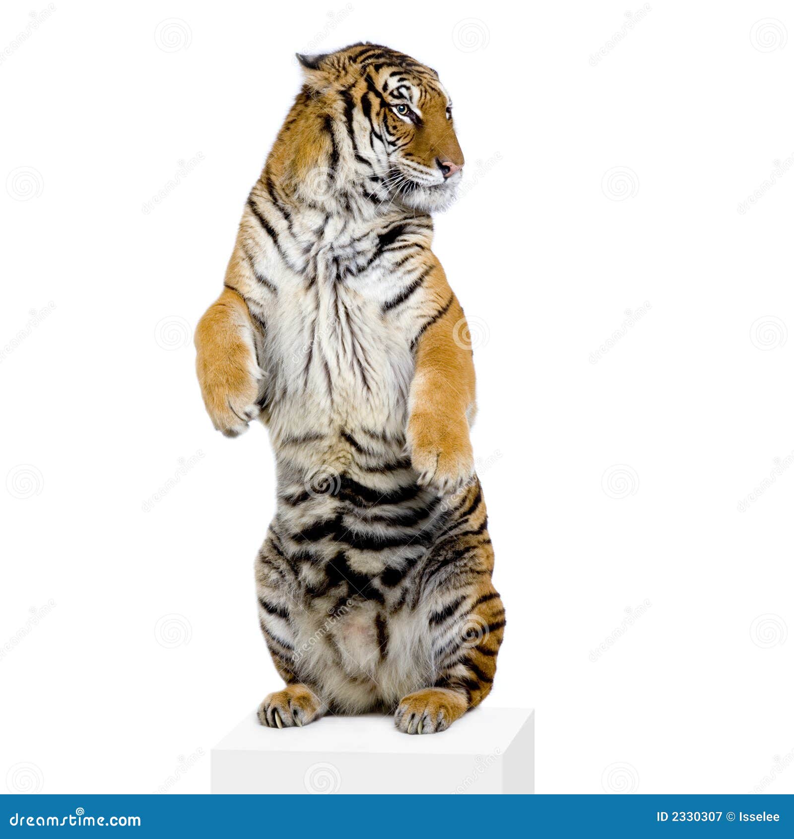 My Image 7