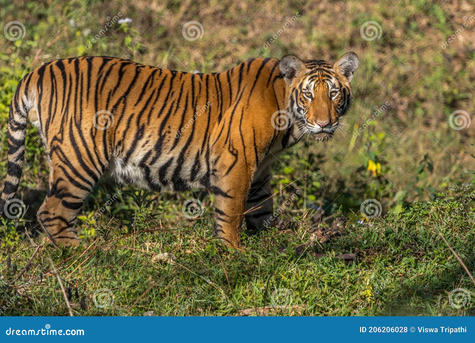 tiger staring at jungle safari jeep bandipur national park or bandipur tiger reserve