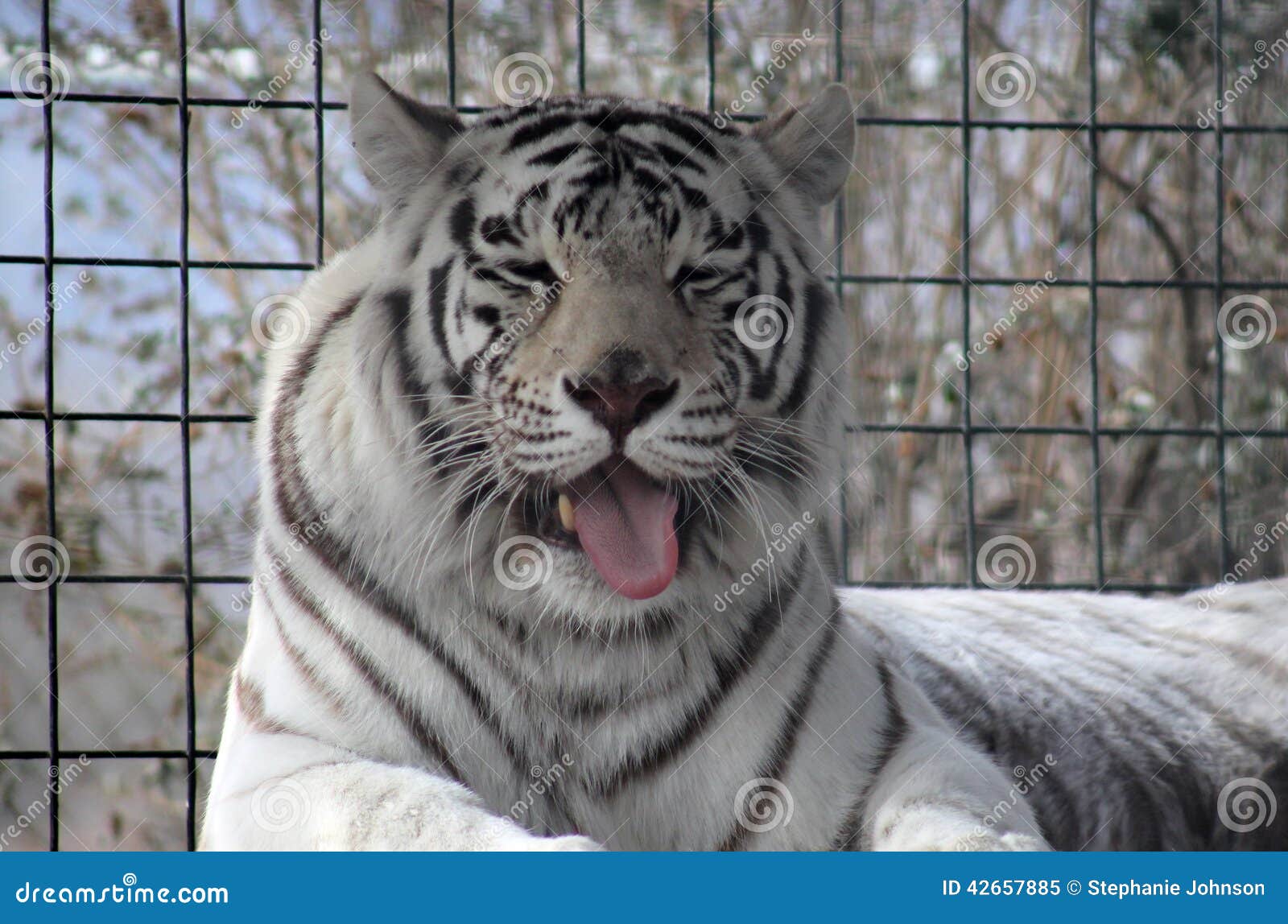 Tiger sticking tongue out stock image. Image of tiger 42657885