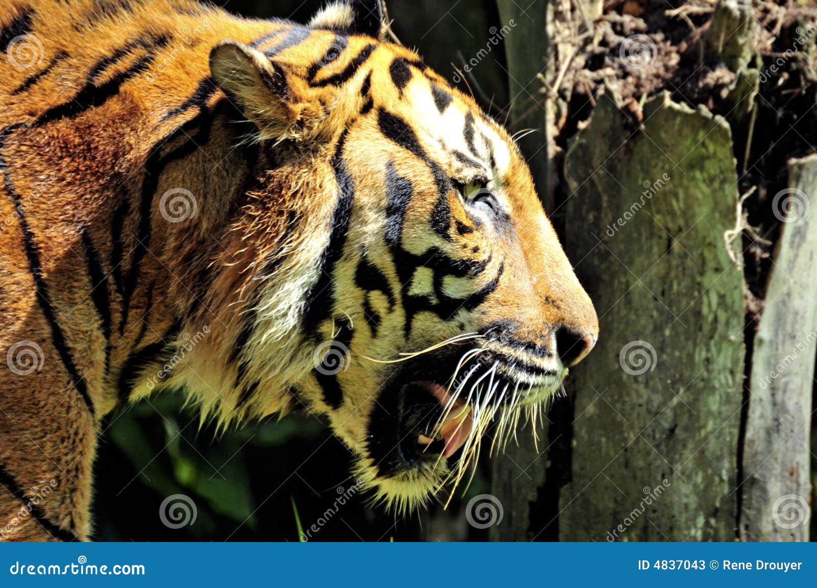 tiger of sumatra swimming in the jungle