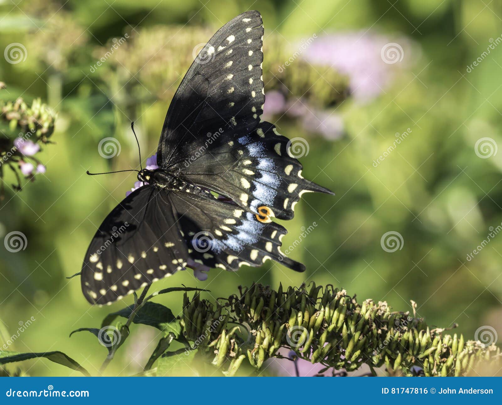 Tiger Swallowtail Del Este Glaucus De Papilio Foto De Archivo Imagen