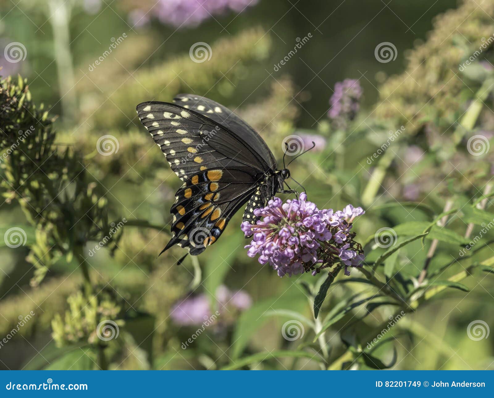 Tiger Swallowtail Del Este Glaucus De Papilio Imagen De Archivo