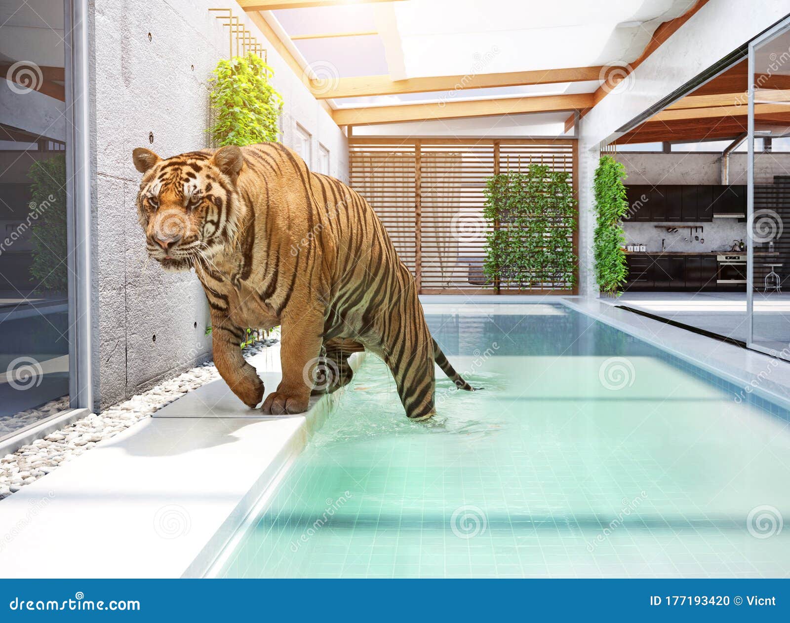 Tiger in swimming pool stock illustration. Illustration of nature