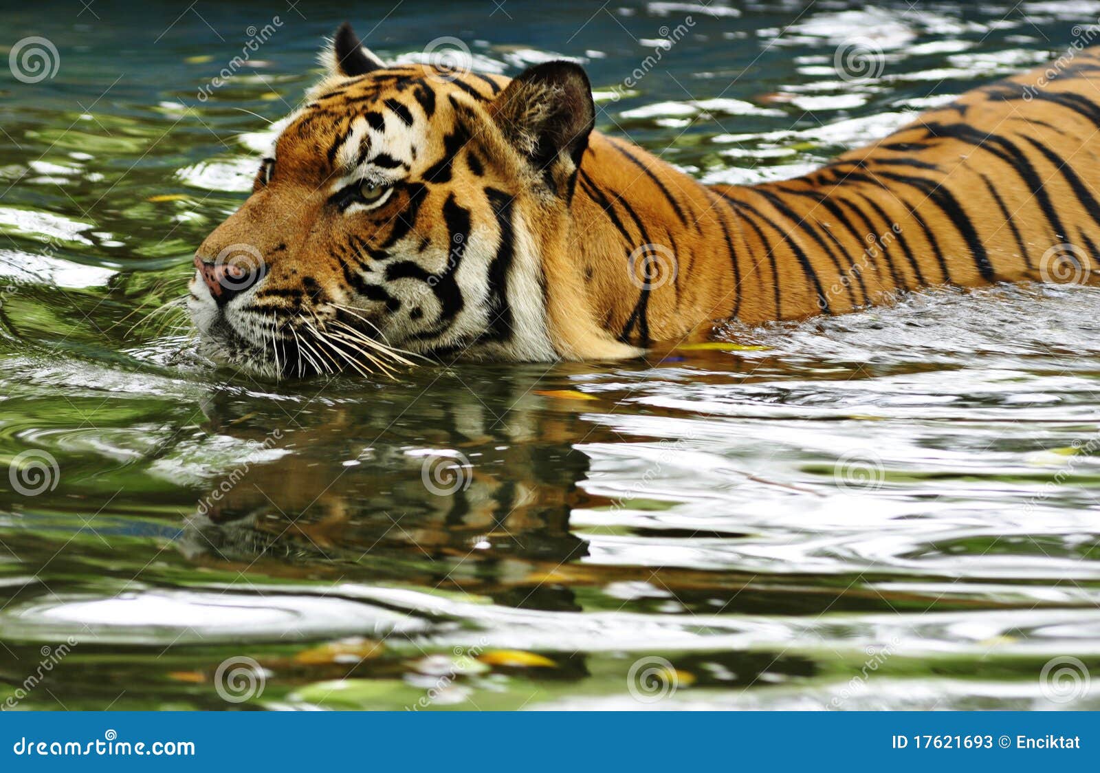 Tiger Swimming In Water