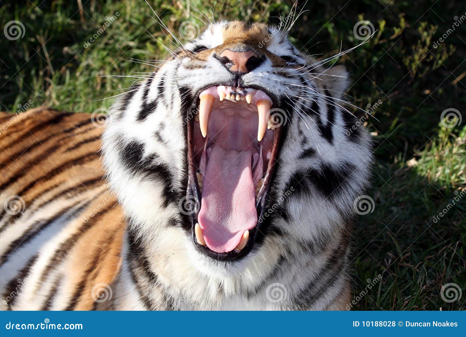 tiger teeth