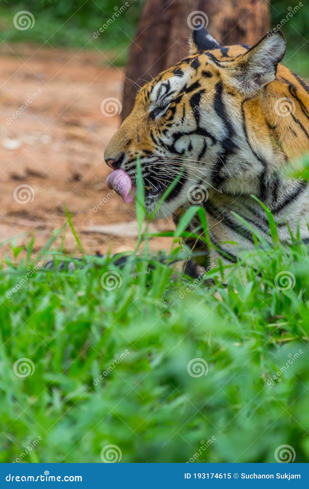 2,160 Tiger Tongue Photos Free & RoyaltyFree Stock Photos from