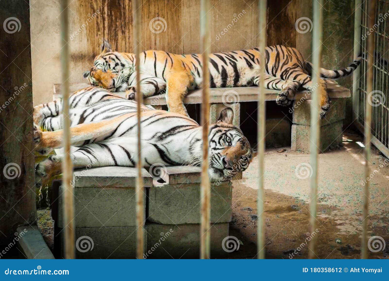 Tiger Trapped in a Cage Zoo Stock Photo Image of finger, solitude