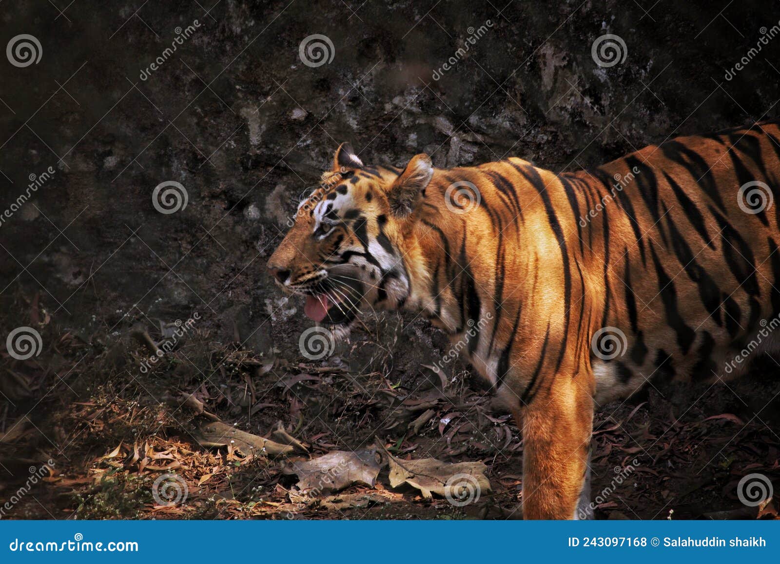 The Tiger is very healthy stock photo. Image of lion 243097168