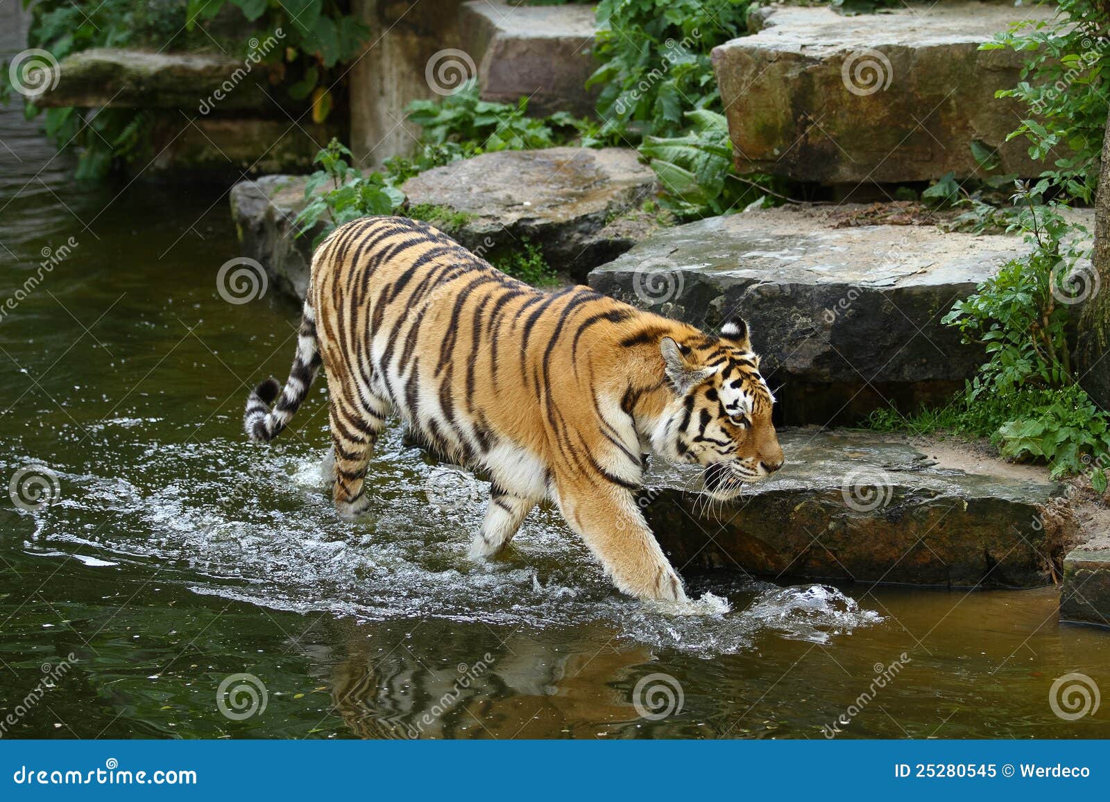 tiger wading in water