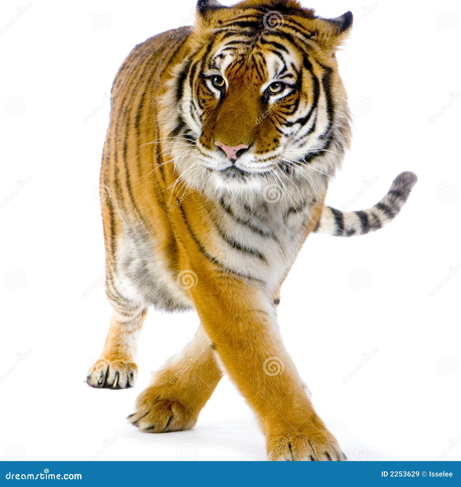 Tiger Walking Royalty Free Stock Images - Image: 2253629