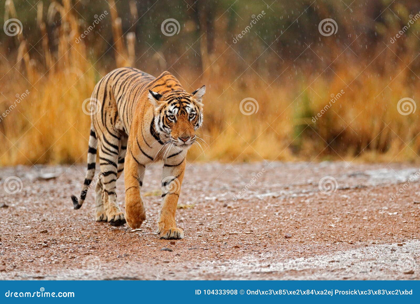 tiger walking on the gravel road. wildlife india. indian tiger with first rain, wild animal in the nature habitat, ranthambore, in