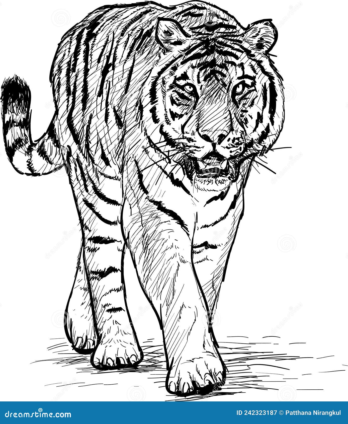 tiger walking hand draw black line sketck on white background 
