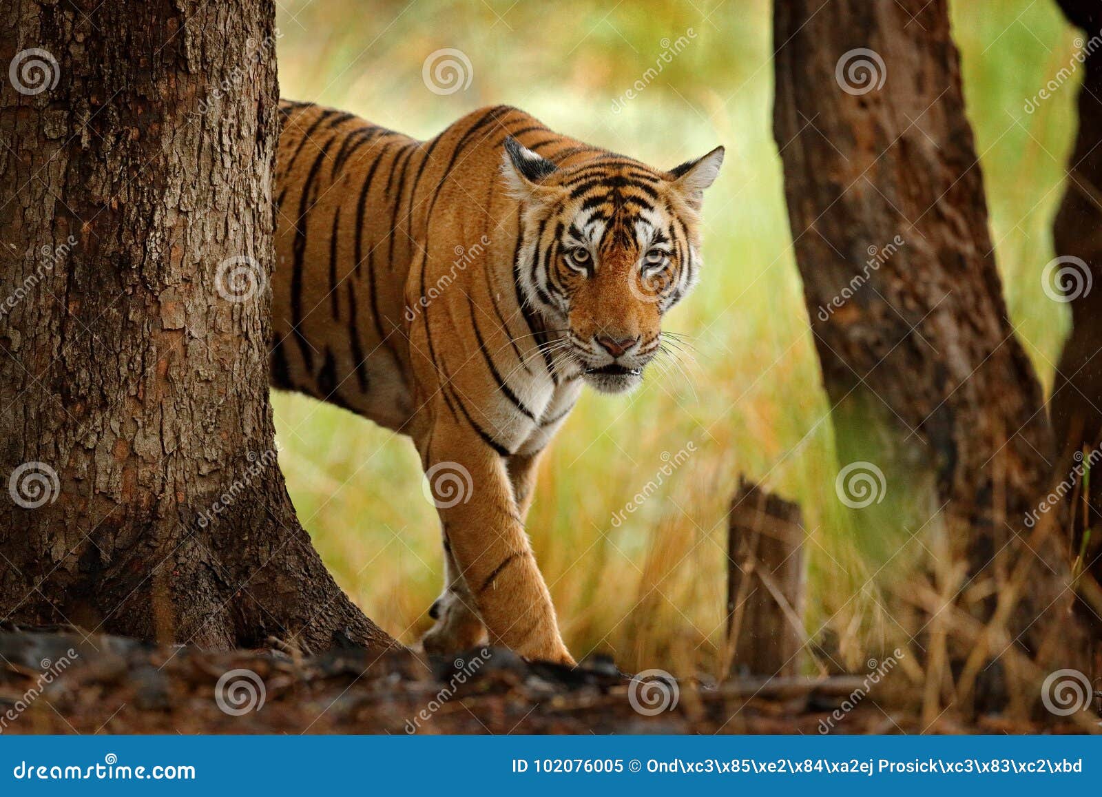 Tiger Walking in Old Dry Forest. Indian Tiger with First Rain, Wild Danger  Animal in the Nature Habitat, Ranthambore, India. Big C Stock Image - Image  of beautiful, habitat: 102076005