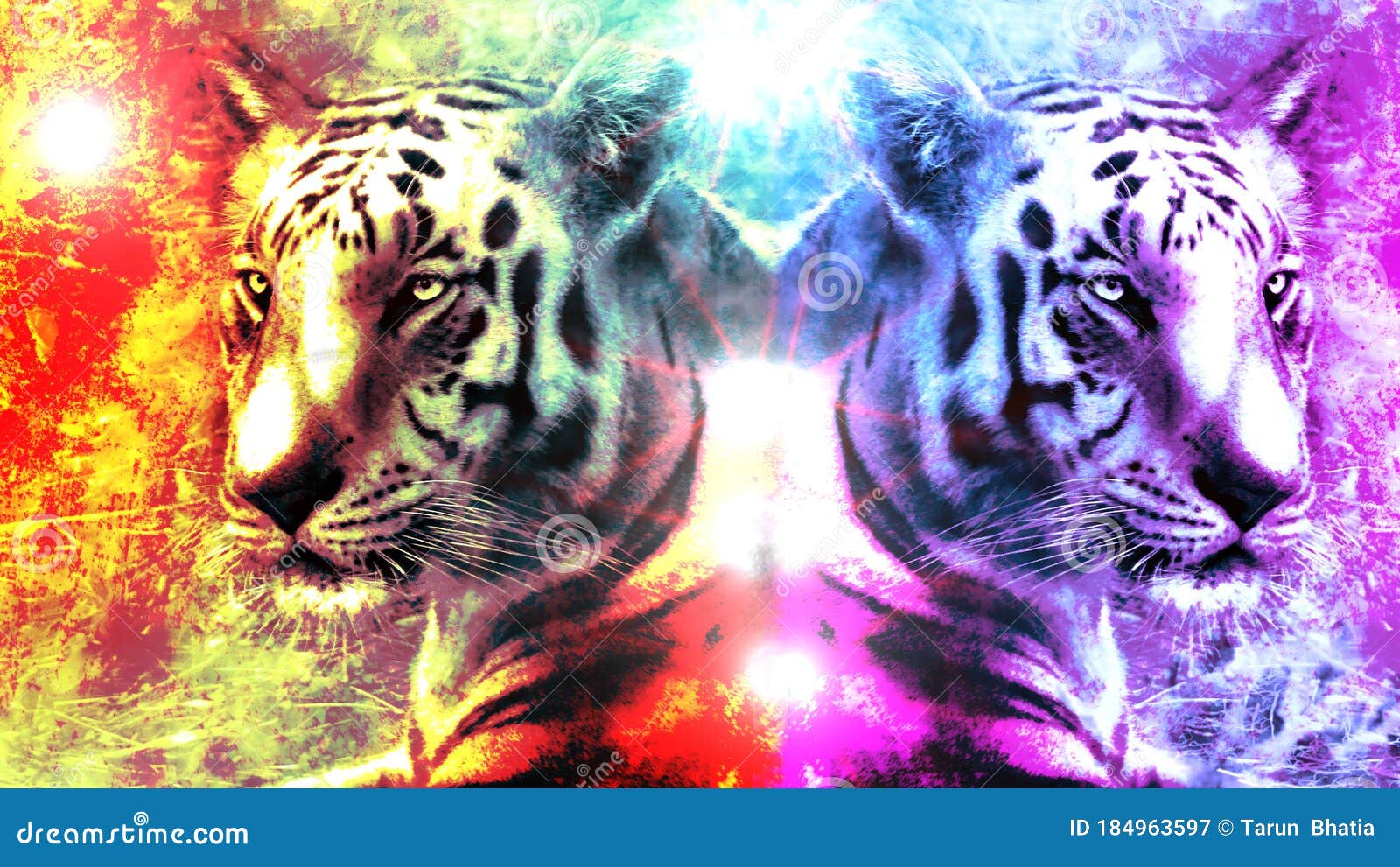 Tiger Wall Graffiti Wallpaper Design Stock Image  Image of cool grunge  184963597