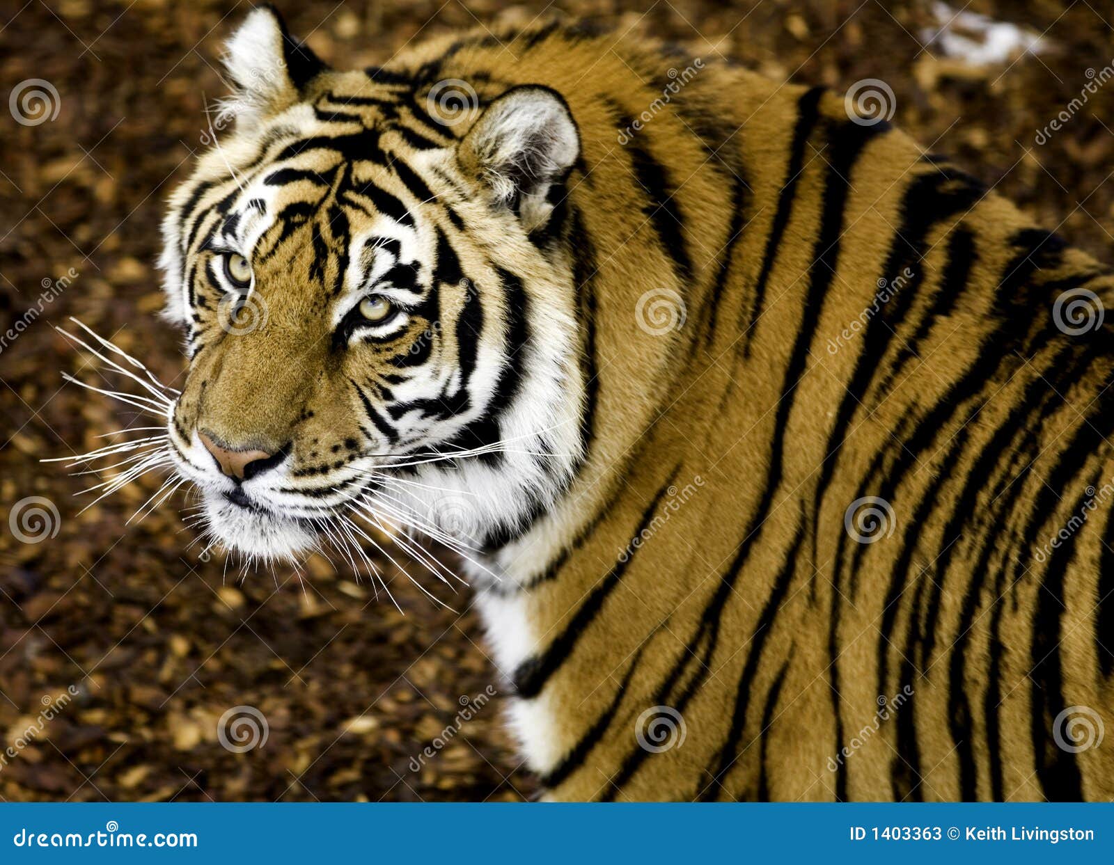 Tiger Watch stock image. Image of feline, outdoors, eyes 1403363