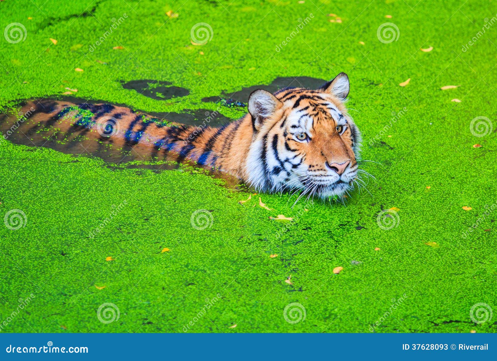 Tiger in the water stock image. Image of head, beautiful 37628093