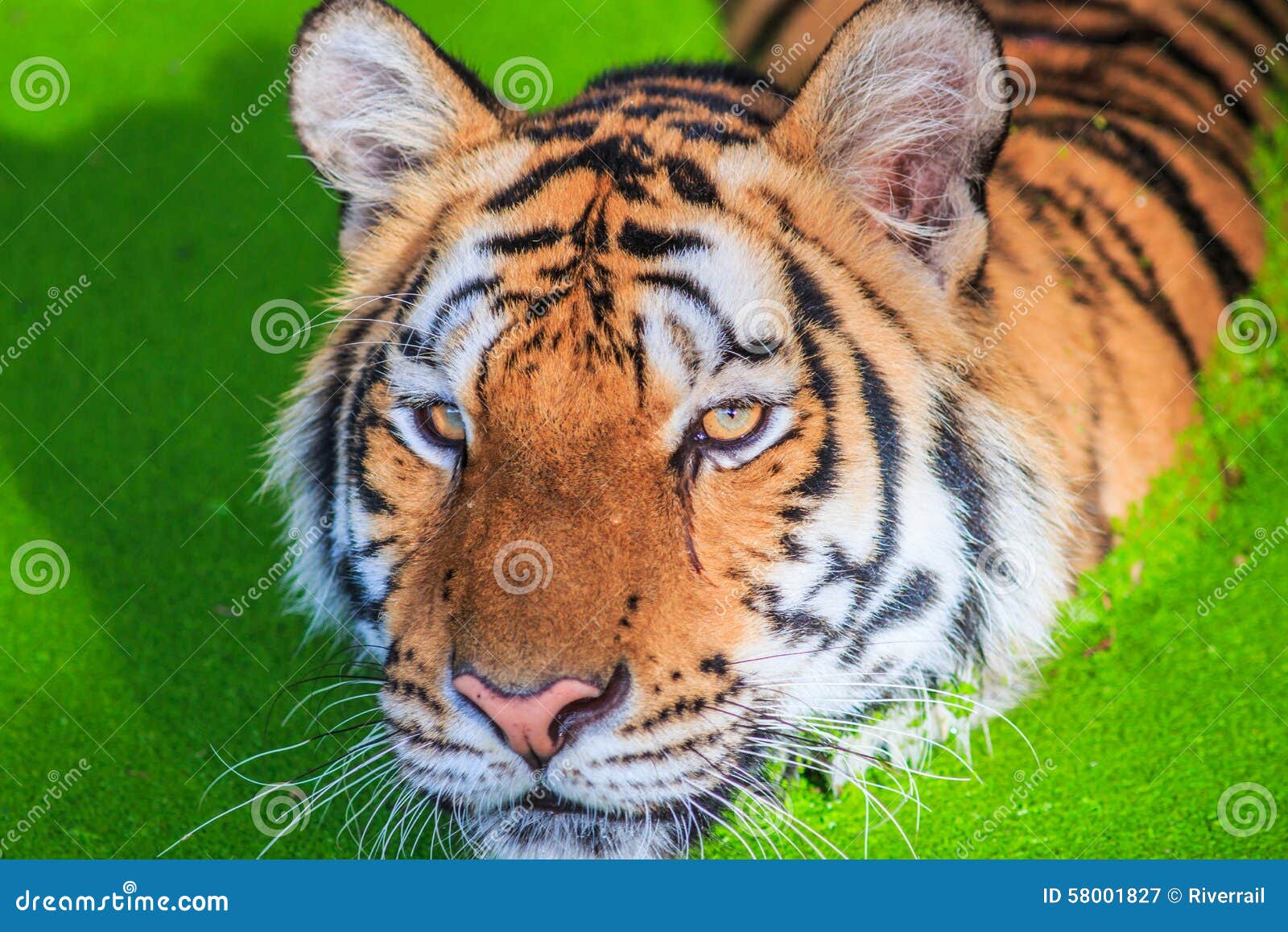 Tiger in the water stock image. Image of aggression, front 58001827