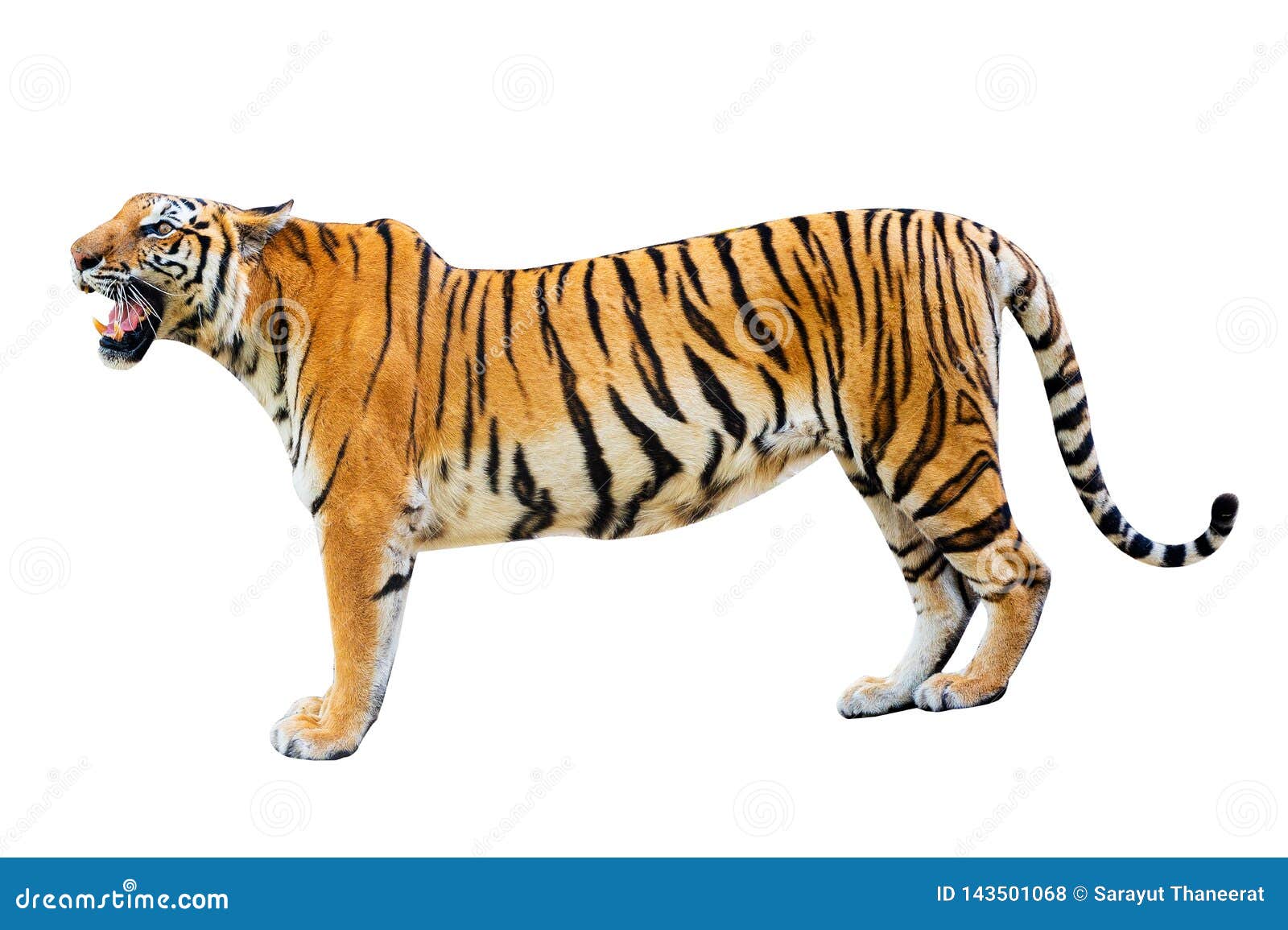 Tiger White Background Isolate Full Body Stock Photo - Image of face