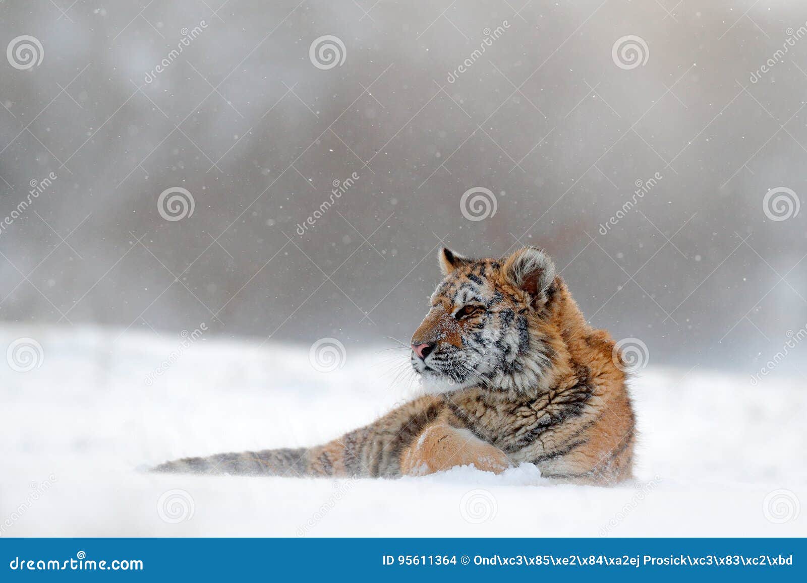 tiger in wild winter nature. amur tiger lying in the snow. action wildlife scene, danger animal. cold winter, tajga, russia. snow