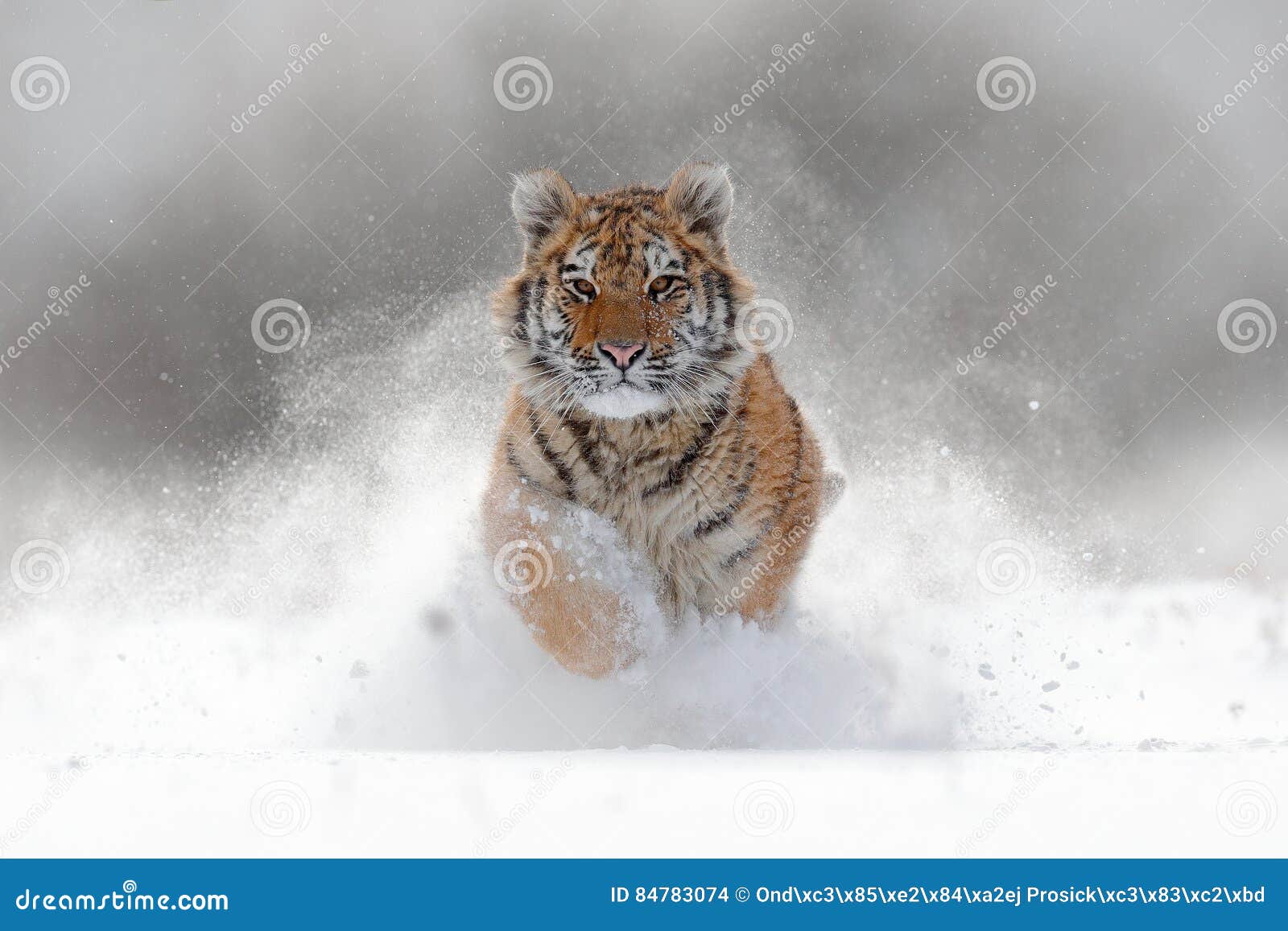 tiger in wild winter nature. amur tiger running in the snow. action wildlife scene with danger animal. cold winter in tajga, russ