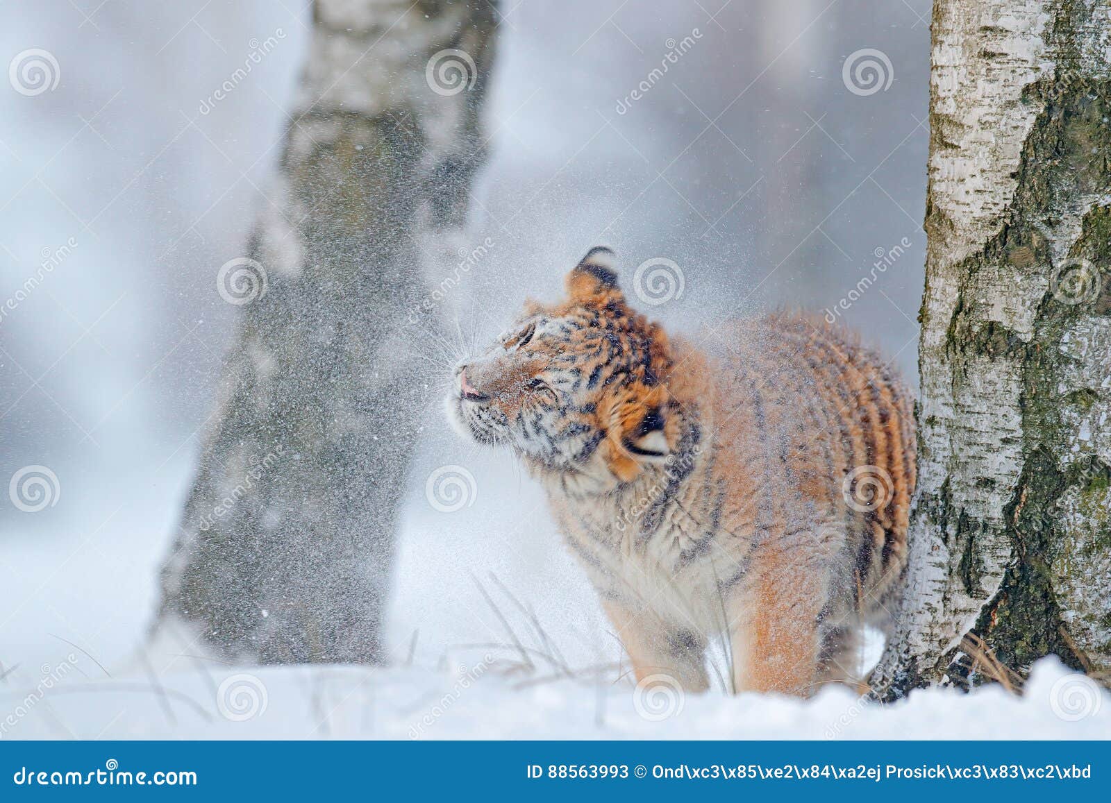 tiger in wild winter nature. amur tiger running in the snow. action wildlife scene, danger animal. cold winter, tajga, russia. sn