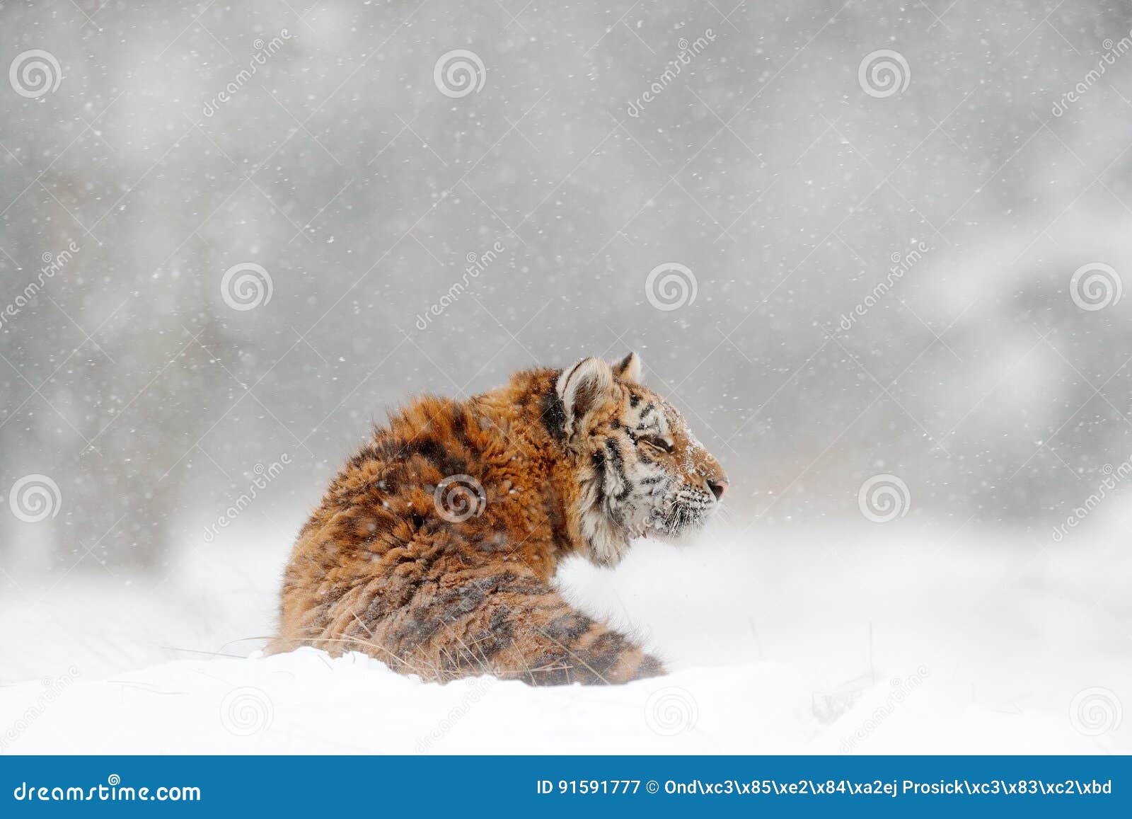 tiger in wild winter nature. amur tiger in the snow. action wildlife scene, danger animal. cold winter, tajga, russia. snowflake w