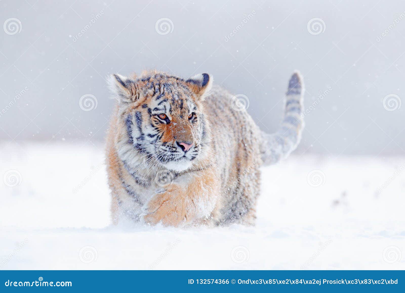 tiger in wild winter nature, running in the snow. siberian tiger, panthera tigris altaica. action wildlife scene with dangerous