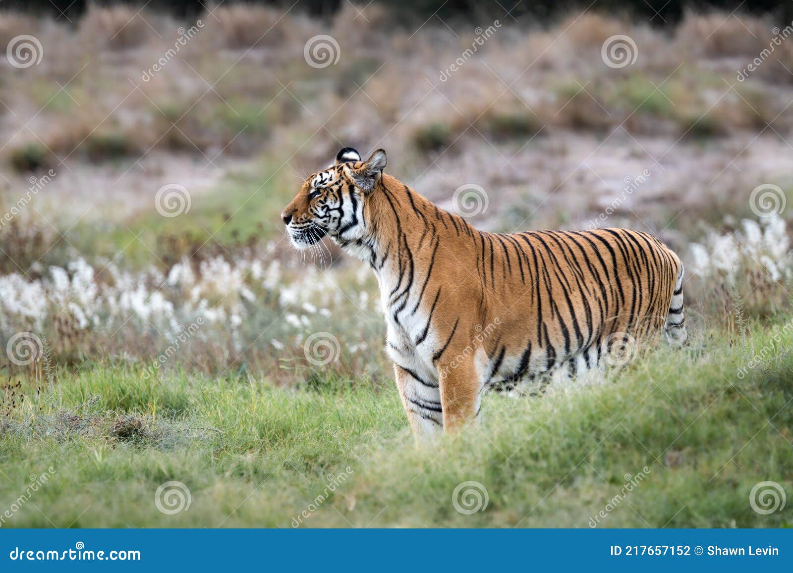 Tiger Wildlife Scene. Great Big Cat in Nature. this Powerful Predator is  the Largest Living Cat Species Stock Photo - Image of nature, powerful:  217657152