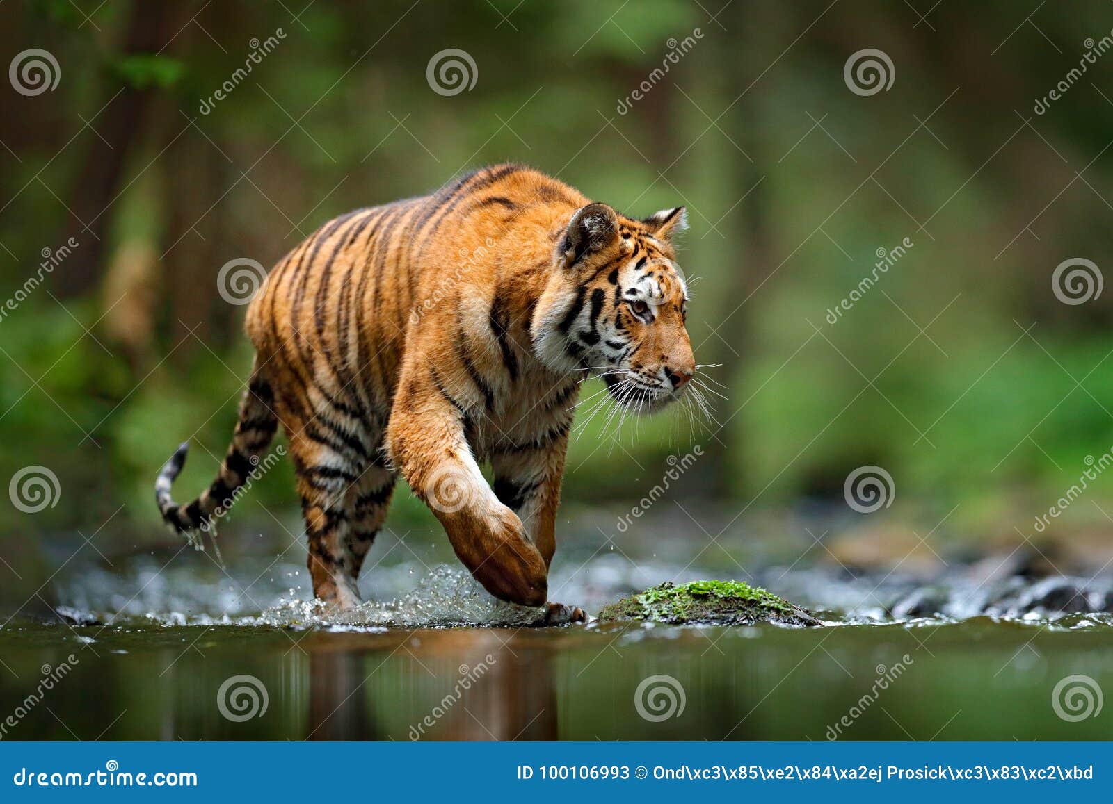 tiger wildlife scene, wild cat, nature habitat. amur tiger walking in river water. danger animal, tajga, russia. animal in green f